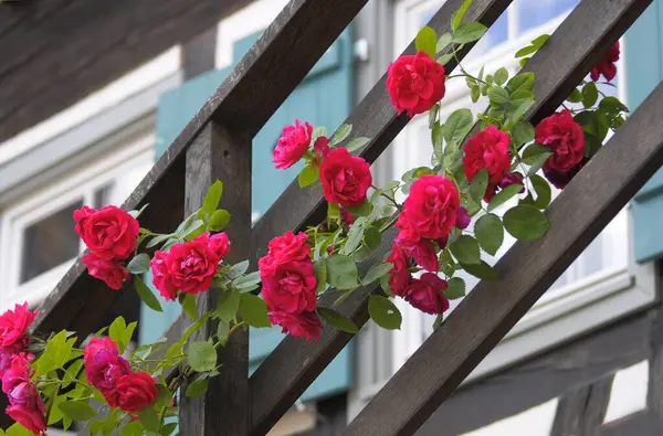 Μονή Maulbronn Κόκκινα Τριαντάφυλλα Αναρρίχησης Στις Σκάλες — Φωτογραφία Αρχείου