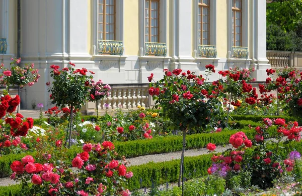 Ludwigsburg Kvetoucí Baroko Palác Růžová Zahrada Krajinářská Architektura — Stock fotografie