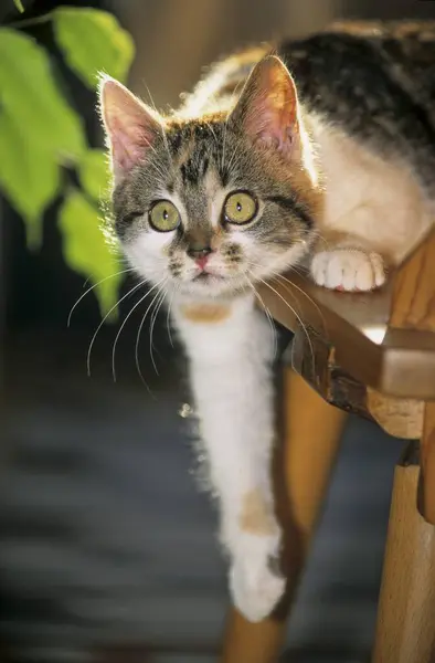 Detailní Pohled Roztomilé Domácí Kočka — Stock fotografie