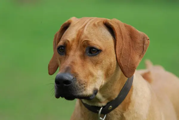 Rodezya Sırt Köpeği Yakın Çekim Görüntüsü — Stok fotoğraf