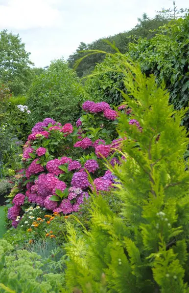 Hortênsia Flores Crescendo Jardim — Fotografia de Stock