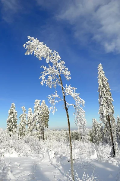 Czarny Las Północny Czarny Las Koło Kniebis Zimą Las Świerkowy — Zdjęcie stockowe