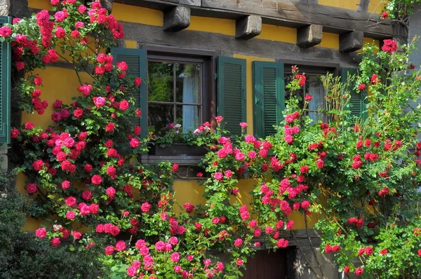 Trandafiri Roșii Alpiniști Înfloriți Peretele Casei Fereastră Obloane Grădină Trandafiri — Fotografie, imagine de stoc