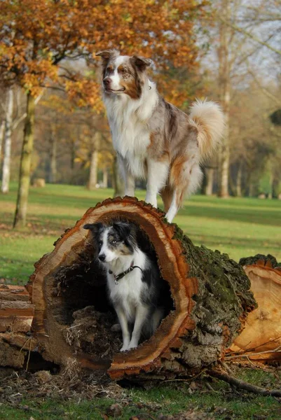 Border Collie sitting in a hollow log, Australian Shepherd standing on top of it, FCI Standard No. 297/1. 1, FCI Standard No. 342/1. 1, border collie is sitting in a hollow log, Australian Shepherd on top of it