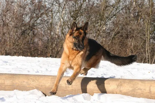 German shepherd bitch 2 years old jumps in the snow over a log