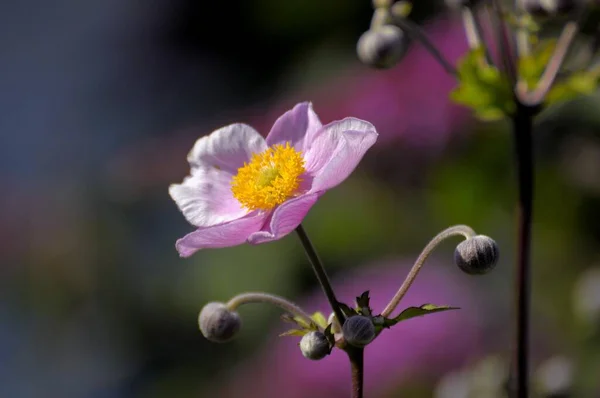 庭に咲く日本のエネモンピンク — ストック写真