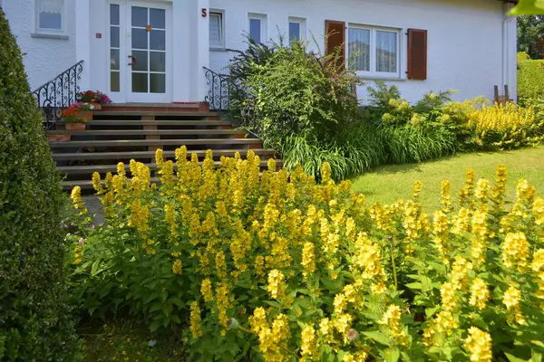 Gyllene Orkidé Blommar Den Främre Trädgården Trappa — Stockfoto