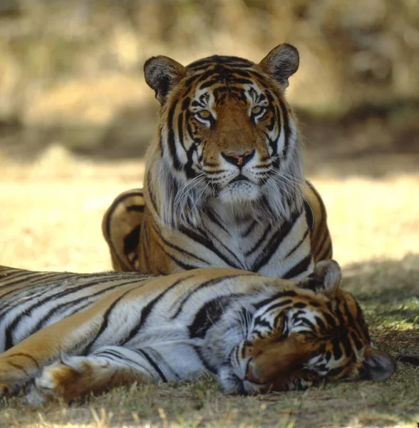 Tigre Real Bengala Panthera Tigris Tigris — Fotografia de Stock