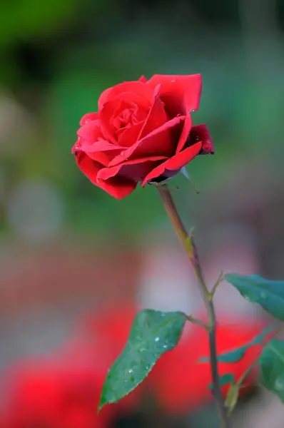 Einzelne Rote Rosen Blühen Garten — Stockfoto