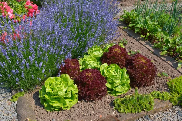 Boerderij Tuin Salade Bed Diverse Sla Lavendel — Stockfoto