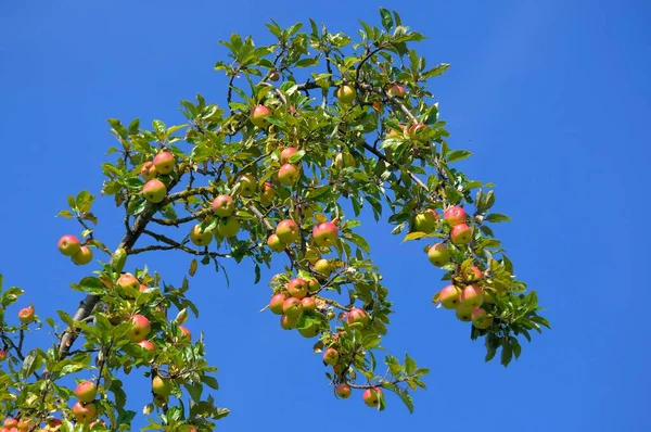 Dojrzałe Jabłka Drzewie Ogrodzie Widok Dzień — Zdjęcie stockowe