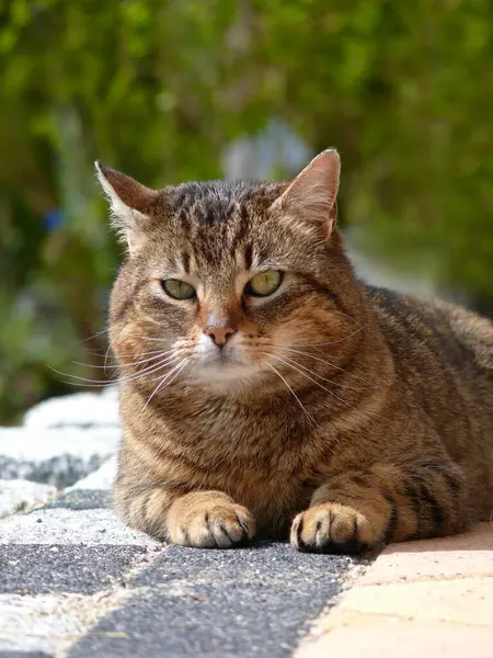 Portrait Cute Cat Pet Animal — Stock Photo, Image