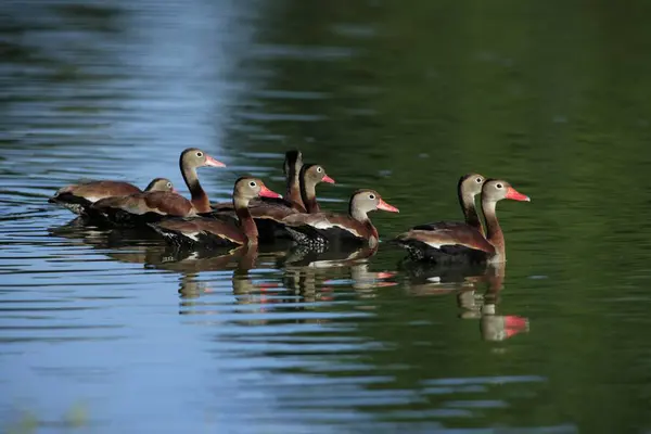 Black Bellied Whistling Duck Dendrocygna Autumnalis Pantanal Brazil Adults Group — Stock Photo, Image
