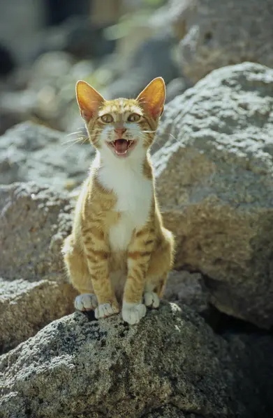 若い赤と白の猫 若い赤と白の子猫は石の岩の上に座っています 開いた口 ミョウ — ストック写真