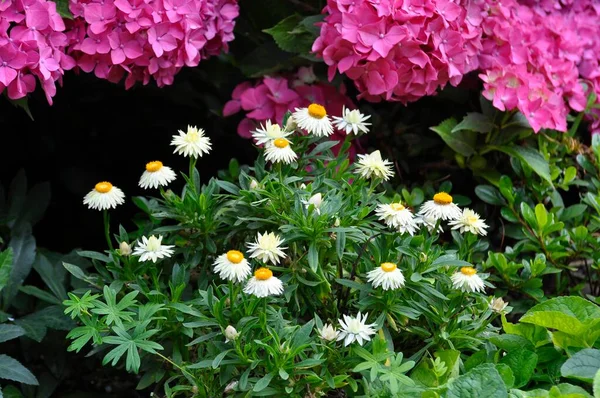Kwitnienie Suszonych Kwiatów Ogrodzie — Zdjęcie stockowe