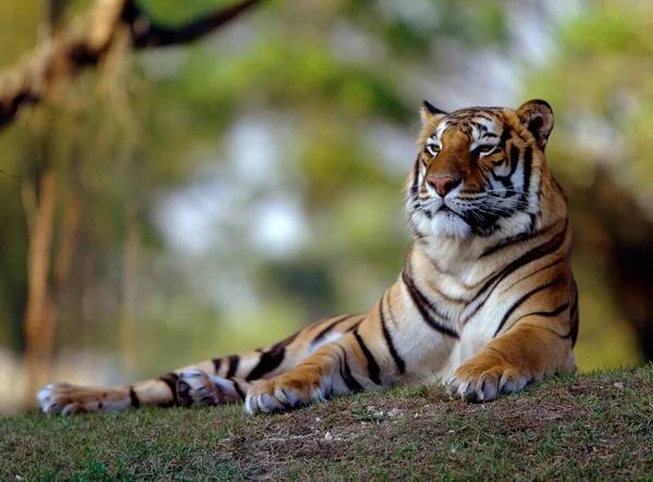 Royal Bengal Tiger Panthera Tigris Tigris — Stock Photo, Image