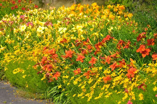 Blumenbeete Sommergarten — Stockfoto