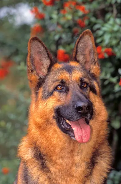 Γερμανικός Ποιμενικός Σκύλος Άρρεν Ετών — Φωτογραφία Αρχείου