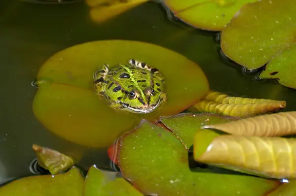 庭の池 池のカエル ラナクリン にリリーパッドの上に座っている水カエル エスカレント — ストック写真