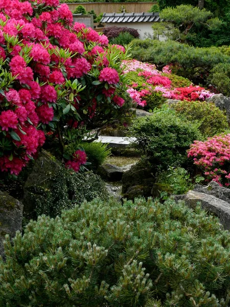 Ludwigsburg Flowering Baroque Japanese Garden Azalea Blossom — Stock Photo, Image
