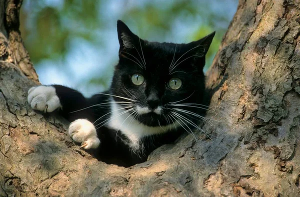 Domácí Kočka Samec Černobílý Stromě — Stock fotografie
