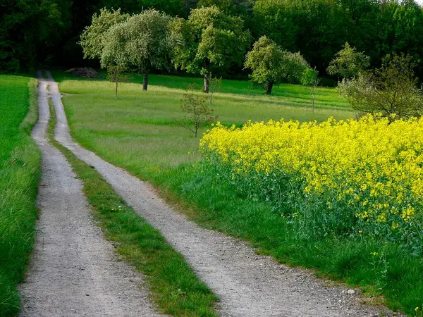 Blossoming Yellow Rape Field Country Lane Field Scenery Kraichgau Baden — Fotografia de Stock