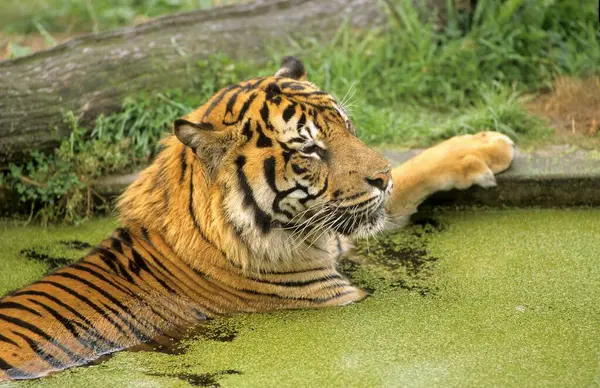 小苏门答腊虎 Panthera Tigris Sumatrae — 图库照片