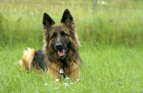 Yaşlı Alman Çoban Köpeğinin Portresi — Stok fotoğraf