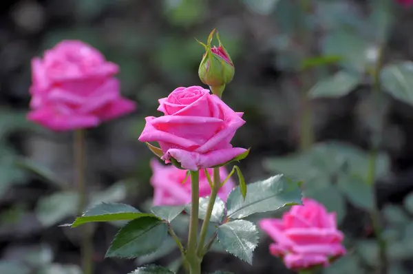 Rosa Nobile Fioritura Rosa — Foto Stock