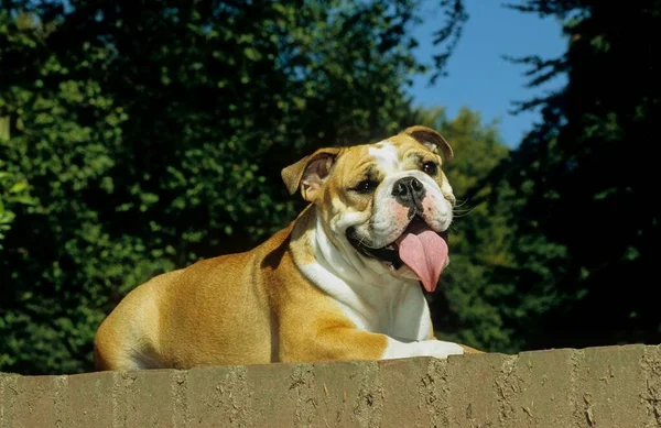 Ritratto Giovane Bulldog Inglese — Foto Stock