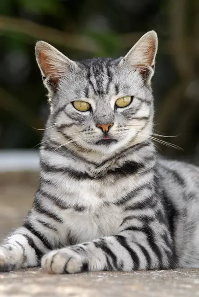 Domácí Kočka Stříbrná Tabby Portrét Ostrov Tinos Kyklady Řecko Kočka — Stock fotografie