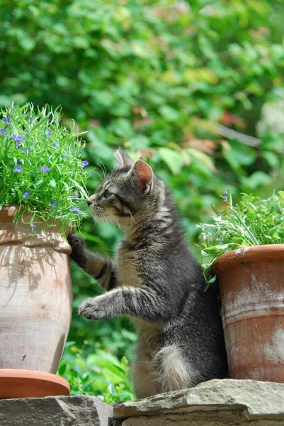 家养的小猫咪 胖胖的 直立在花盆前 小猫咪 非家谱的小猫咪 直立在野猫 猫科动物 的花冠上 — 图库照片