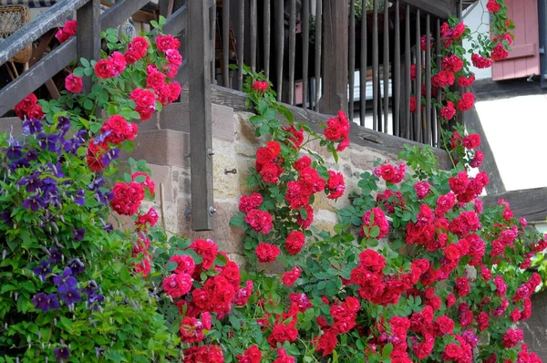 Στη Μονή Maulbronn Κόκκινα Τριαντάφυλλα Αναρρίχησης Στις Σκάλες — Φωτογραφία Αρχείου