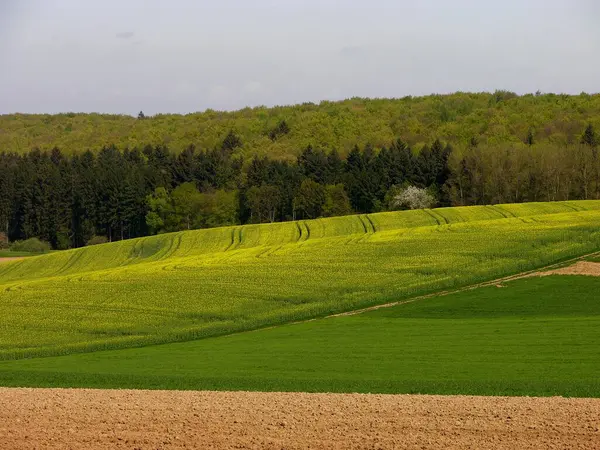 Смешанный Лес Весной Пейзаж Поля Рапсовое Поле Рюсберг Германия Европа — стоковое фото