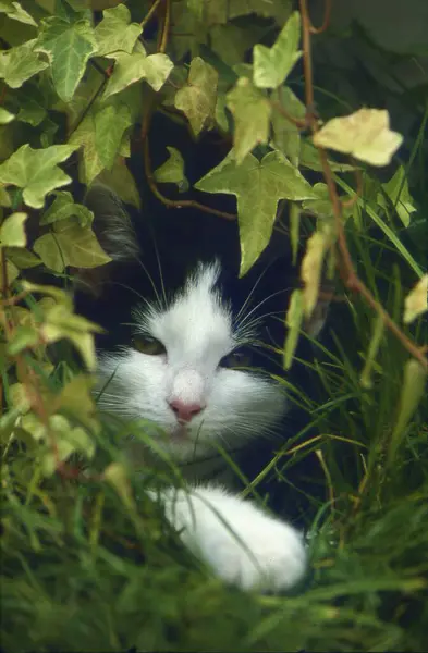 ワイルドキャットの若い家庭用子猫 クローズアップビュー — ストック写真