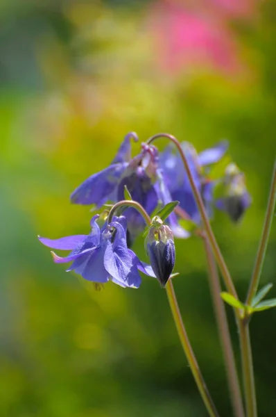 Columbine Niebieski Kwitnienie Ogrodzie Kolumna Europejska Aquilegia Vulgaris Ogród Różany — Zdjęcie stockowe