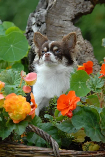 Jonge Chihuahua Maanden Oud Man Langharig Chocoladebruin Met Wit Pied — Stockfoto