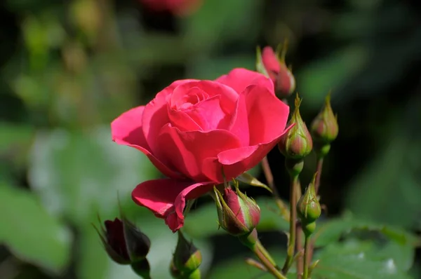 Mawar Merah Muda Taman Memanjat Taman Mawar Oberderdingen — Stok Foto