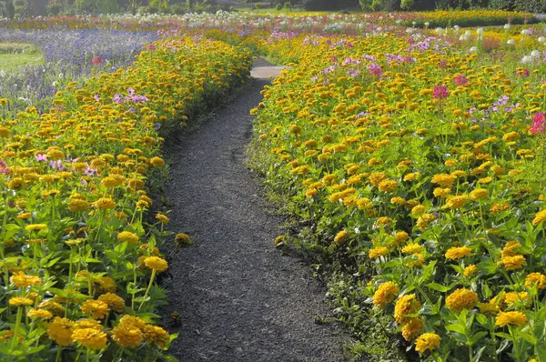 Stuttgart Killesberg Summer Flowers Flower Beds Garden Path — Stock Photo, Image