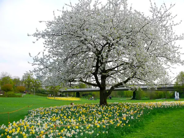 Enzauenpark Bietigheim Bissingen Blossoming Cherry Tree Spring Flowers — Stock Photo, Image