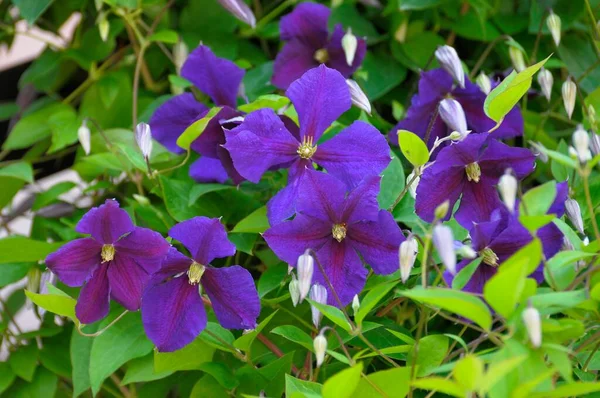 Clematis Flowering Garden — Stock Photo, Image