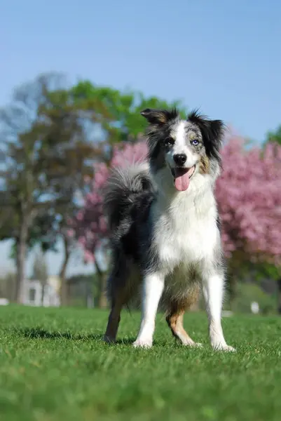 Border Collie, blue-merle, bitch, standing in front of a pink flowering ornamental cherry, FCI Standard No. 297, standing in front of a pink flowering Japanese domestic dog (canis lupus familiaris)