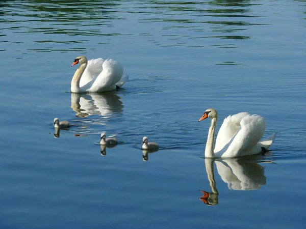 Swan Havel Potsdam Brandenburg Swan Lake Swan Water Swan Cubs — Stock Photo, Image