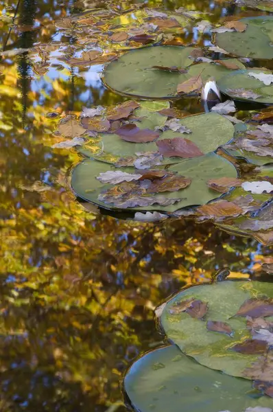 Autumn Mirrors Garden Pond — Stock Photo, Image