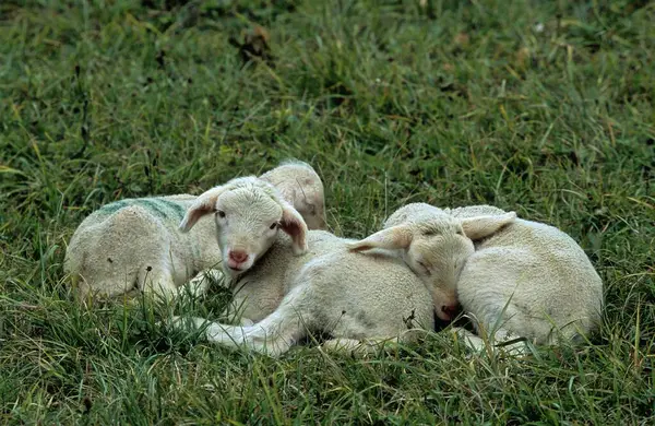 Ягнят Лежащих Траве Молодые Домашние Овцы Ovis Orientalis Aries — стоковое фото