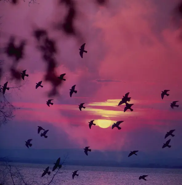Vogelschar Sonnenuntergang — Stockfoto