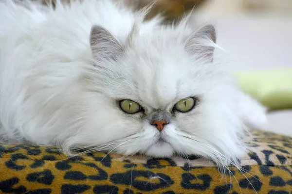 Persian cat on the sofa, white Persian cat