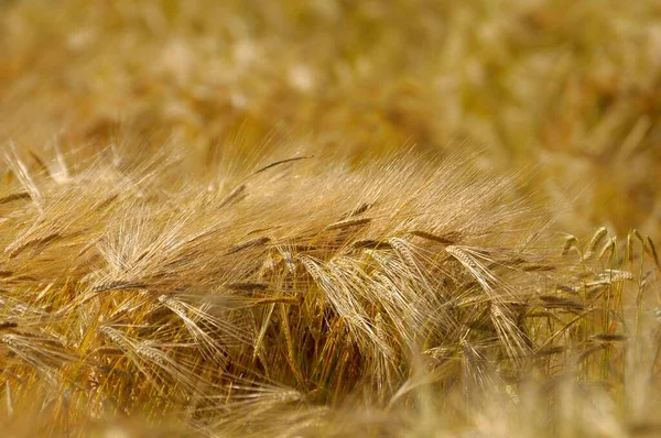 Rye Secale Cereale Veld Rogge — Stockfoto