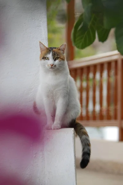 Gato Sentado Peitoril Janela — Fotografia de Stock