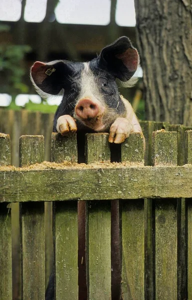 Hallian Pig Looks Fence Swabian Hallian Country Pig — Stock Photo, Image